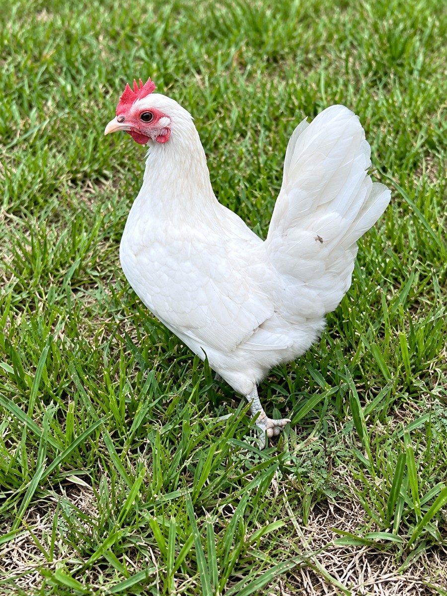 White Serama hen standing in green grass