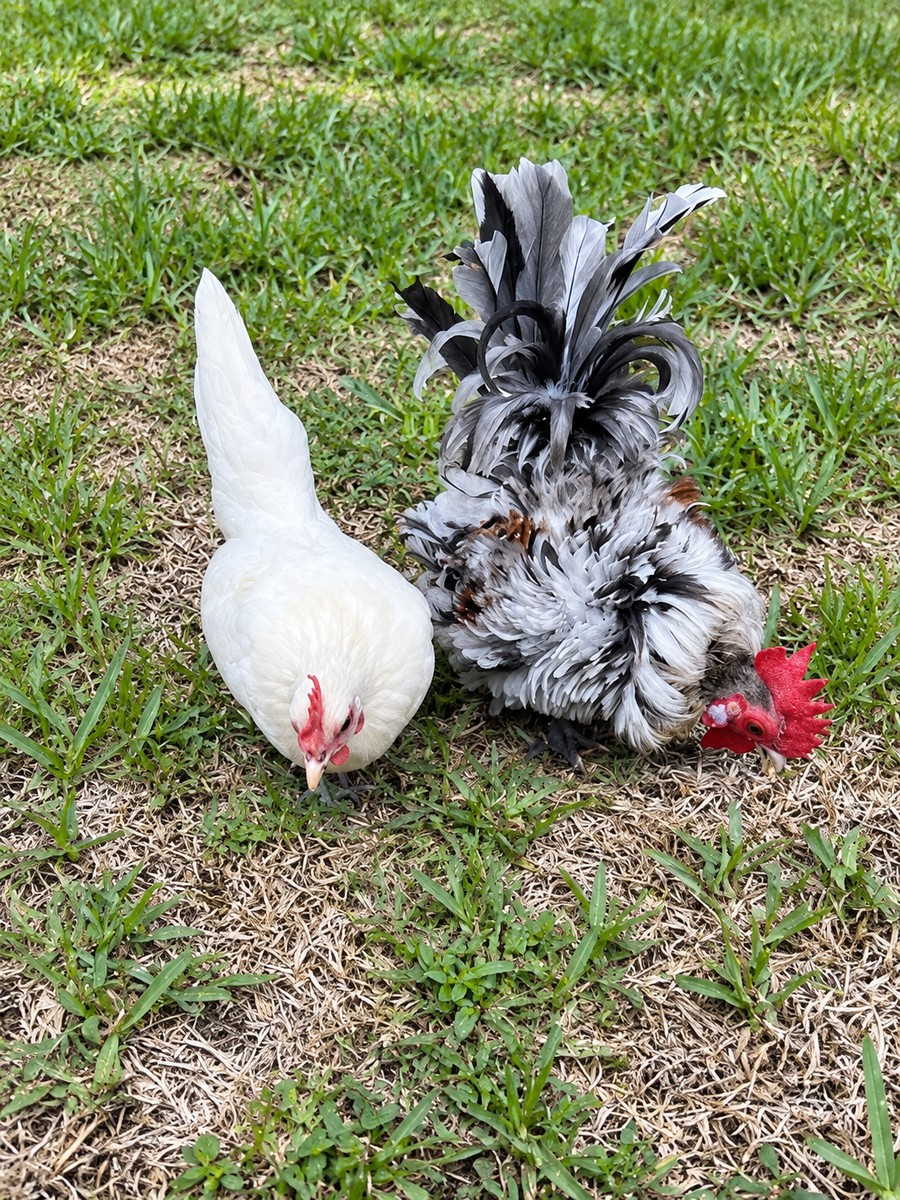 White and frizzled gray Serama chickens together in the grass