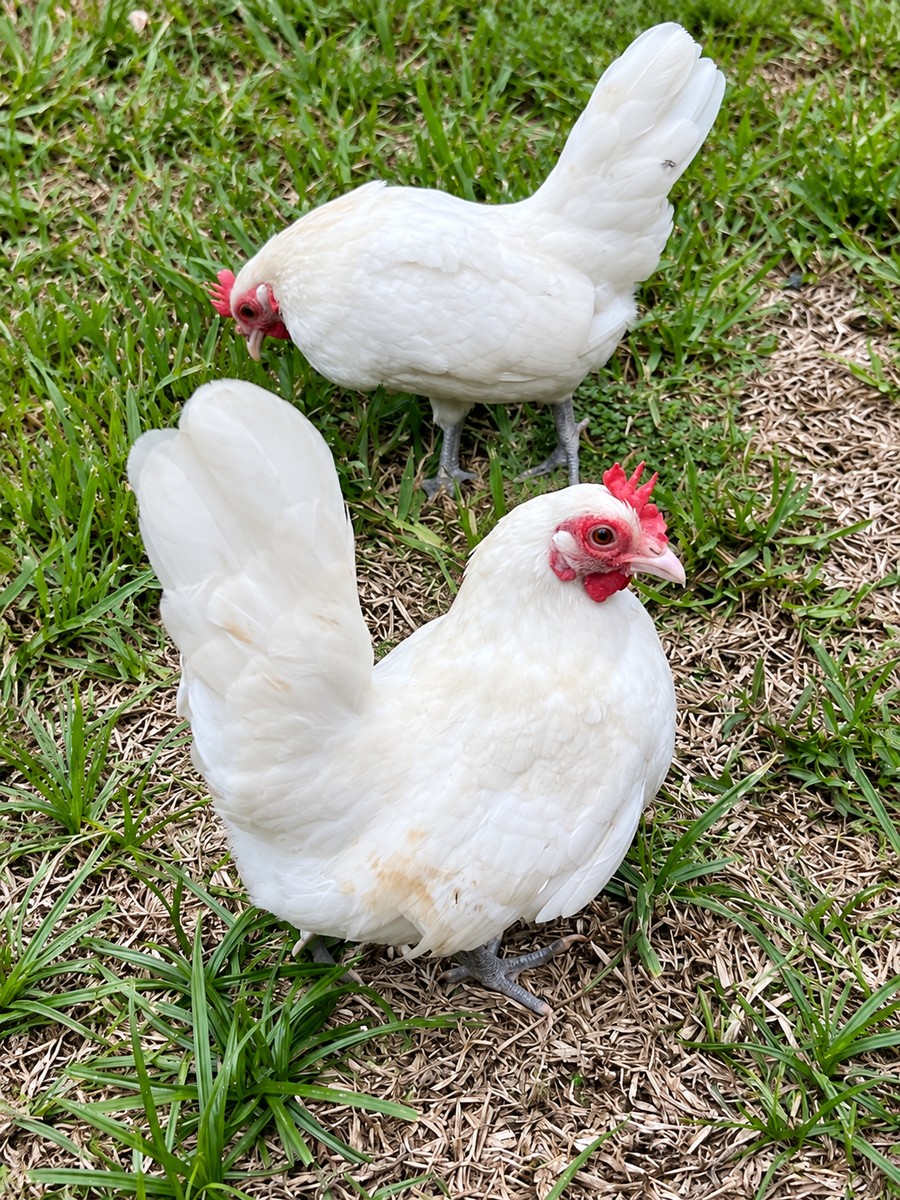 Pair of white Serama chickens in the grass