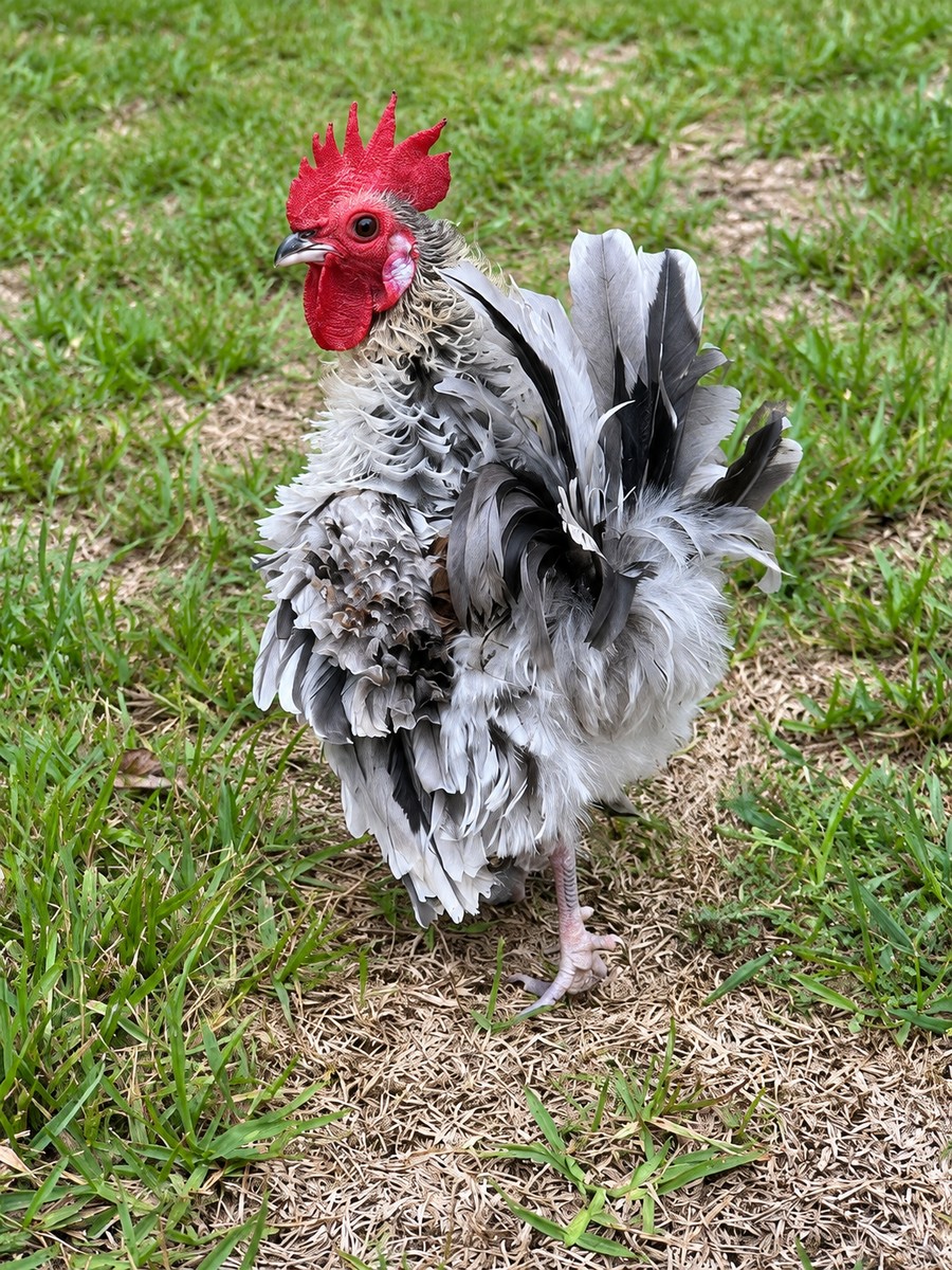 Frizzled gray Serama rooster standing in the grass